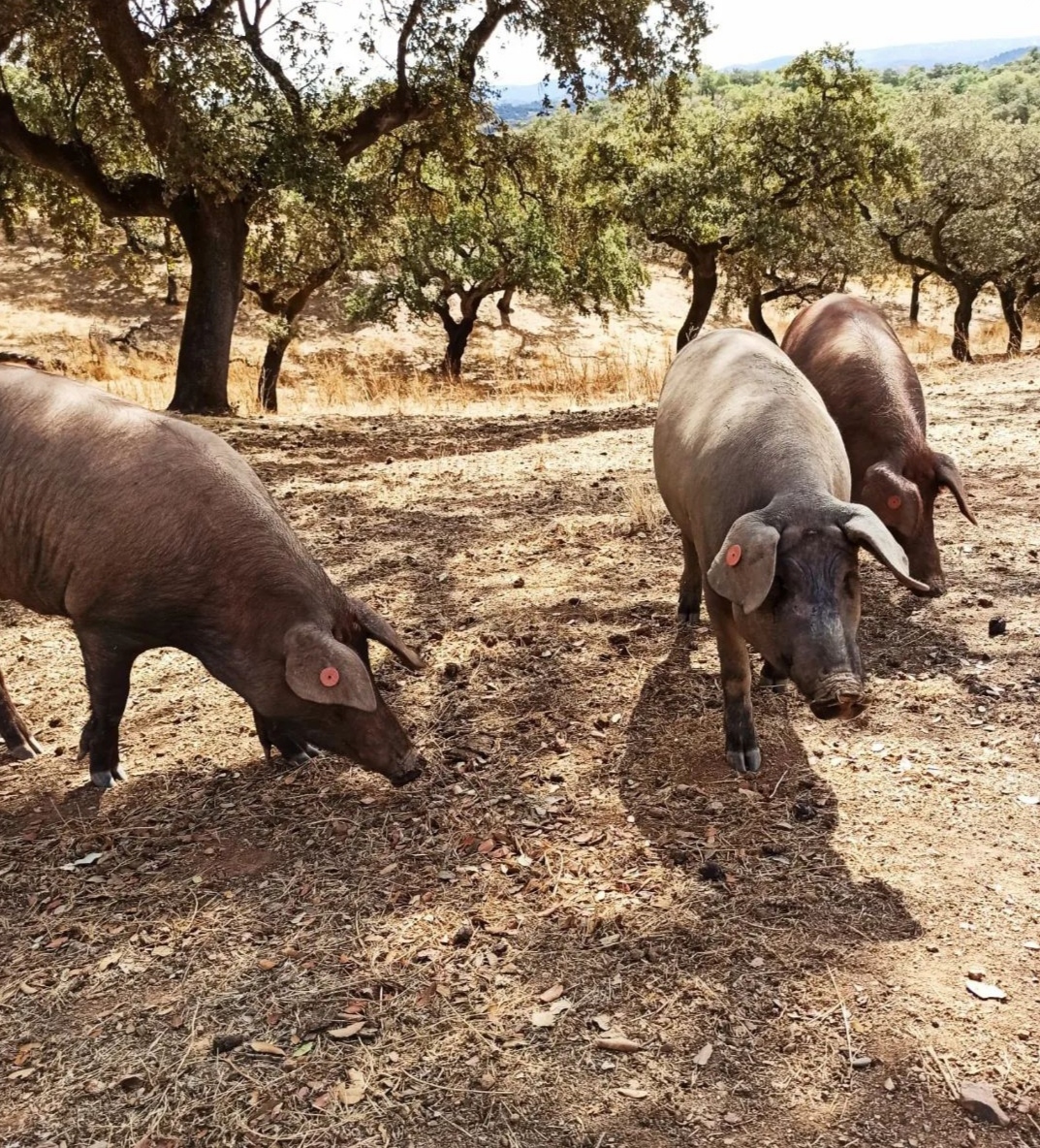 La dehesa en verano