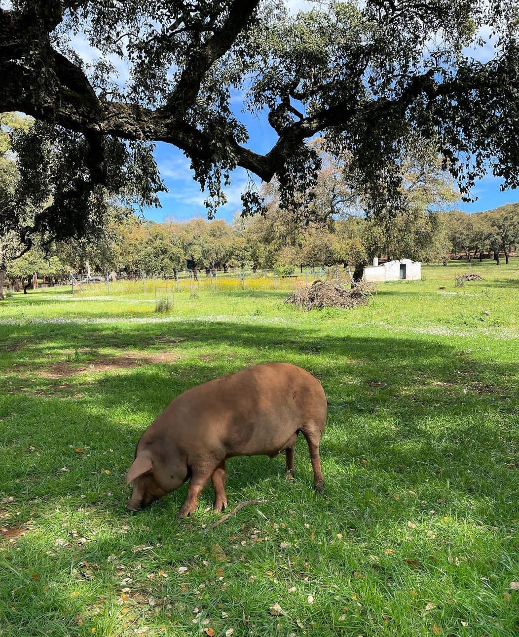 cerdo Gran Paladar