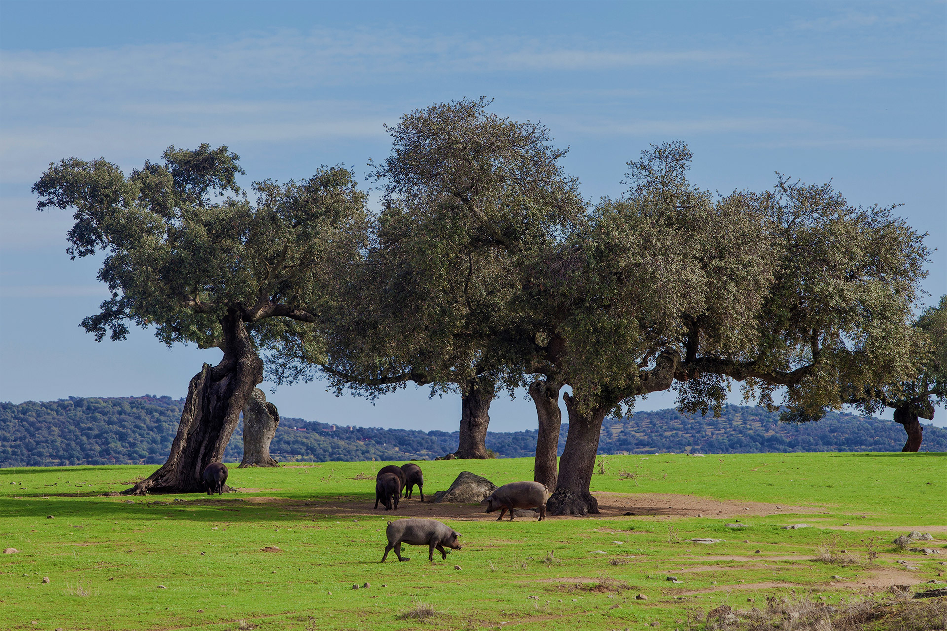 Cinco cerdos alimentándose en un vibrante césped verde en la Sierra de Huelva, con cinco olivos al fondo