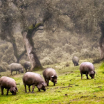 Bienestar cerdos ibéricos en la dehesa