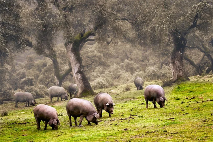 Bienestar cerdos ibéricos en la dehesa