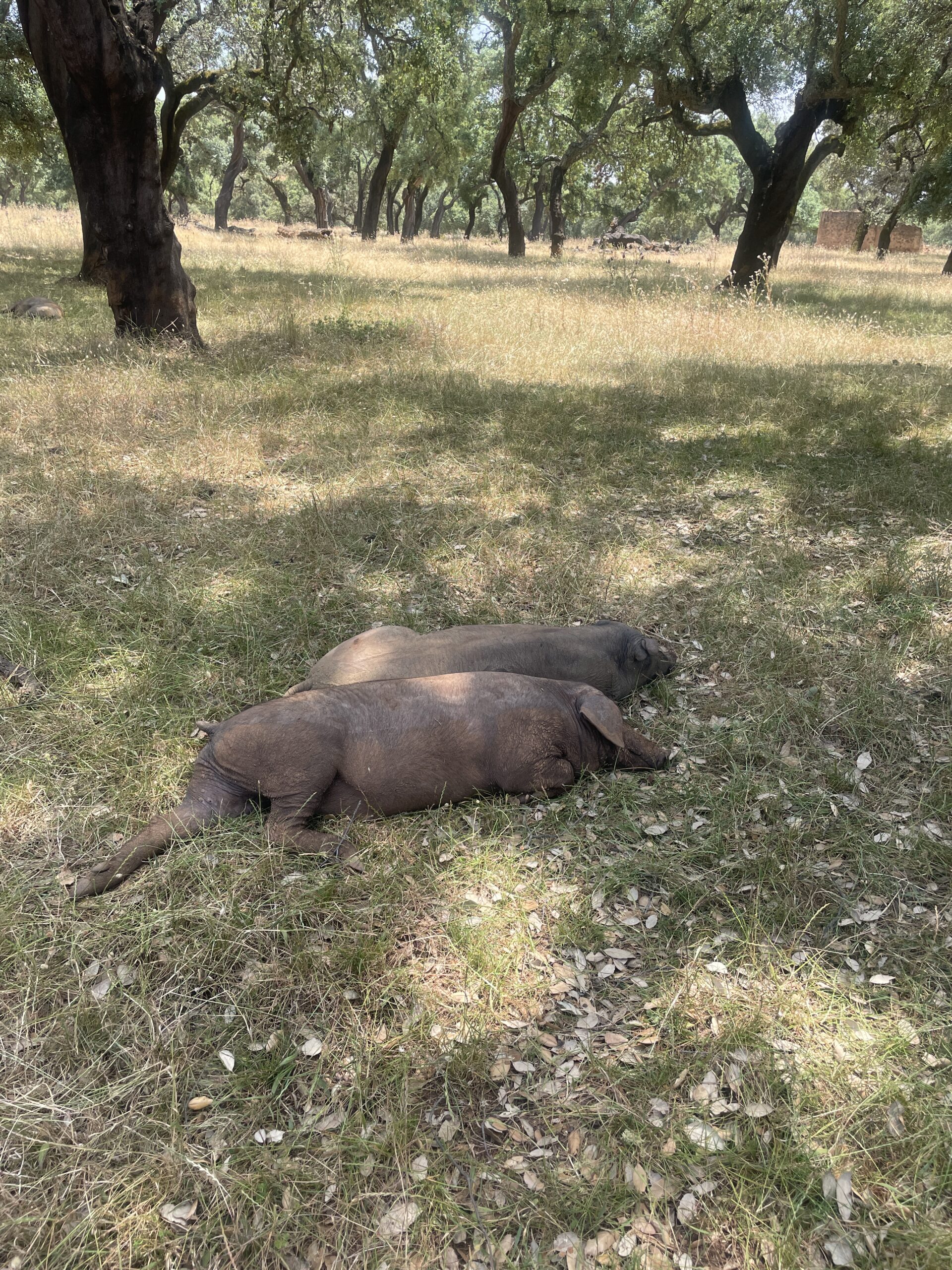 La dehesa de Huelva en verano