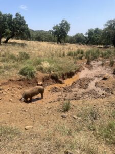 Los cerdos ibéricos en la dehesa de Huelva en verano