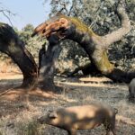 La seca en la dehesa de Huelva