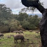 Cerdos montanera Gran Paladar