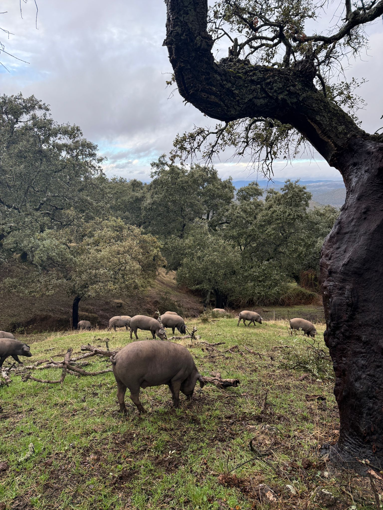 Cerdos montanera Gran Paladar